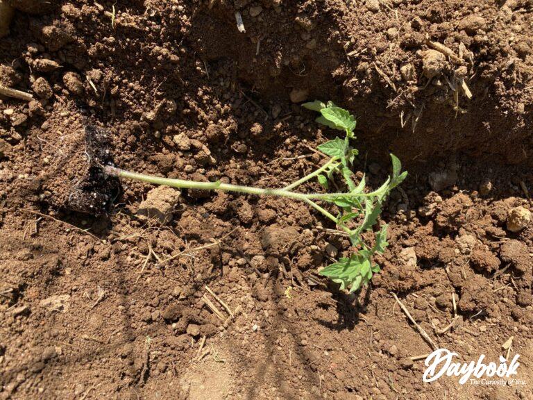 Plant the tomato plant horizontally for good root structure.