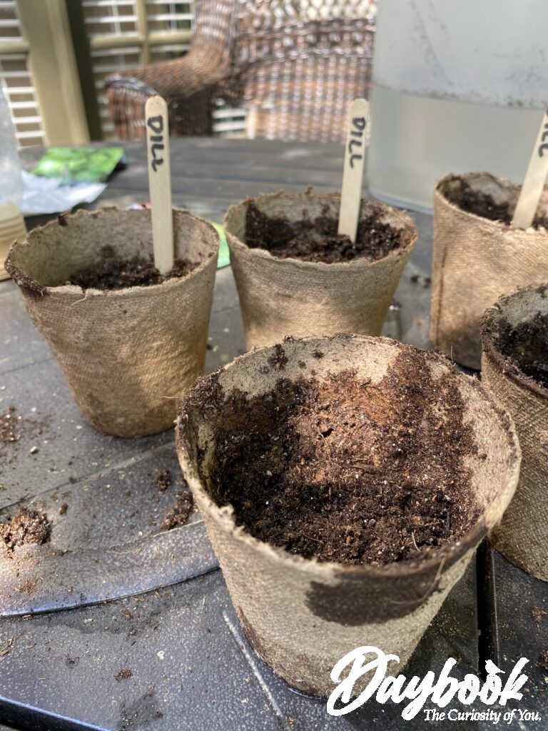 I used Jiffy Pots and Jiffy seed starting soil to give my seeds a head start.