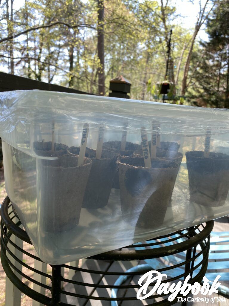 Cover the Jiffy pots with plastic to create a green house for the seeds.