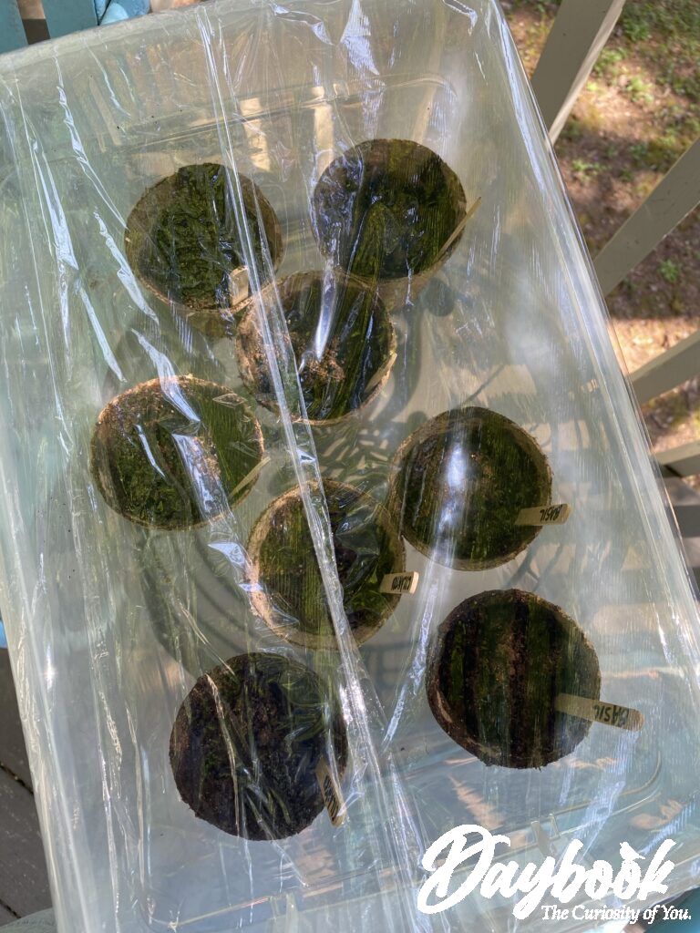 Jiffy pots are covered and ready to soak up the sun's warmth