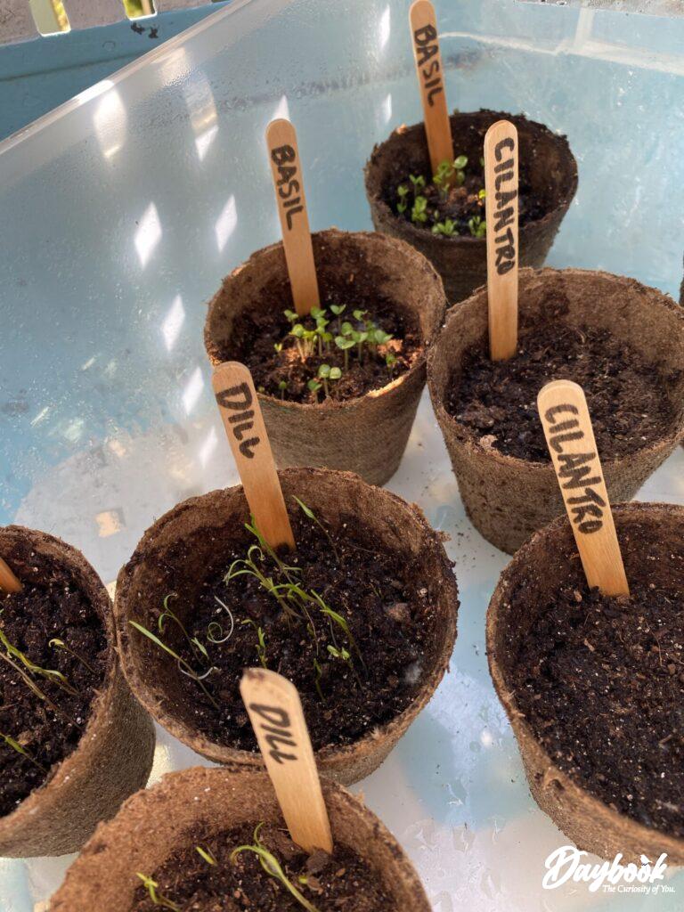 Starting herb seeds by using Jiffy Pots and placing them in a container for easy transport.