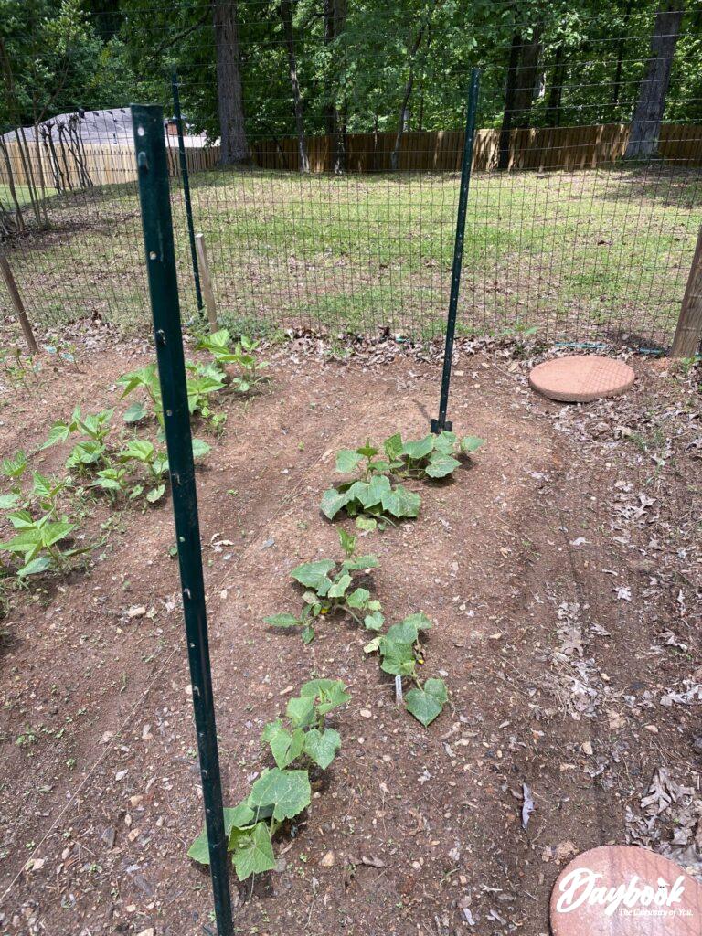 cucumber plants
