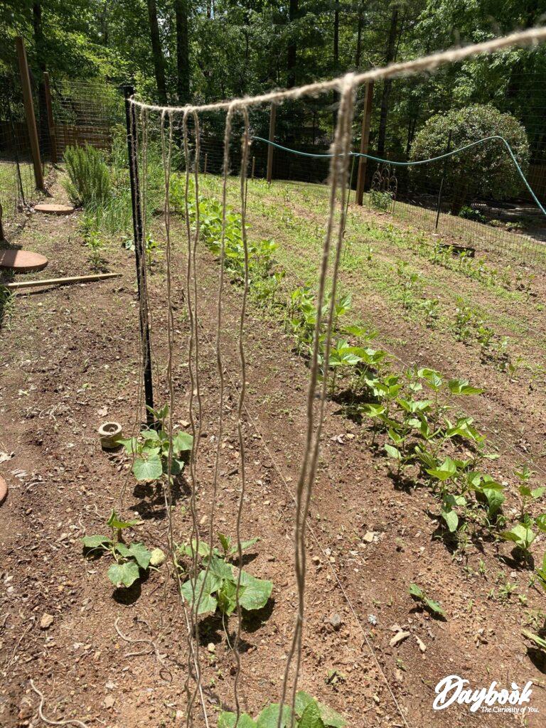 beginning cucumber trellis
