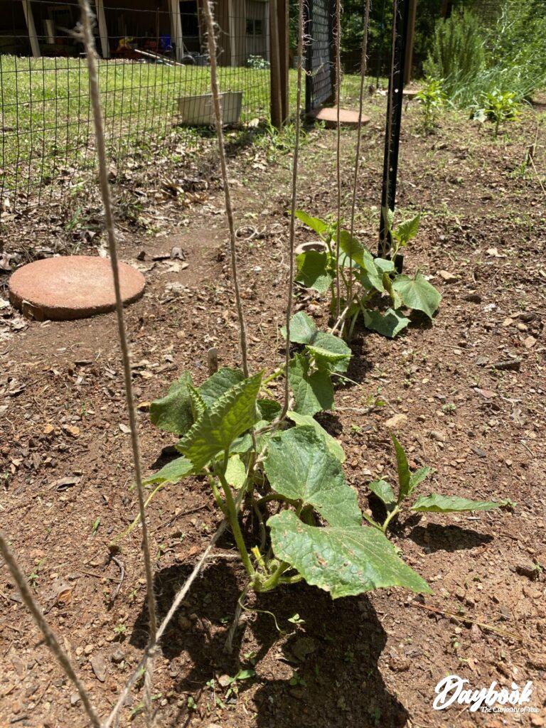 trellising cucumbers