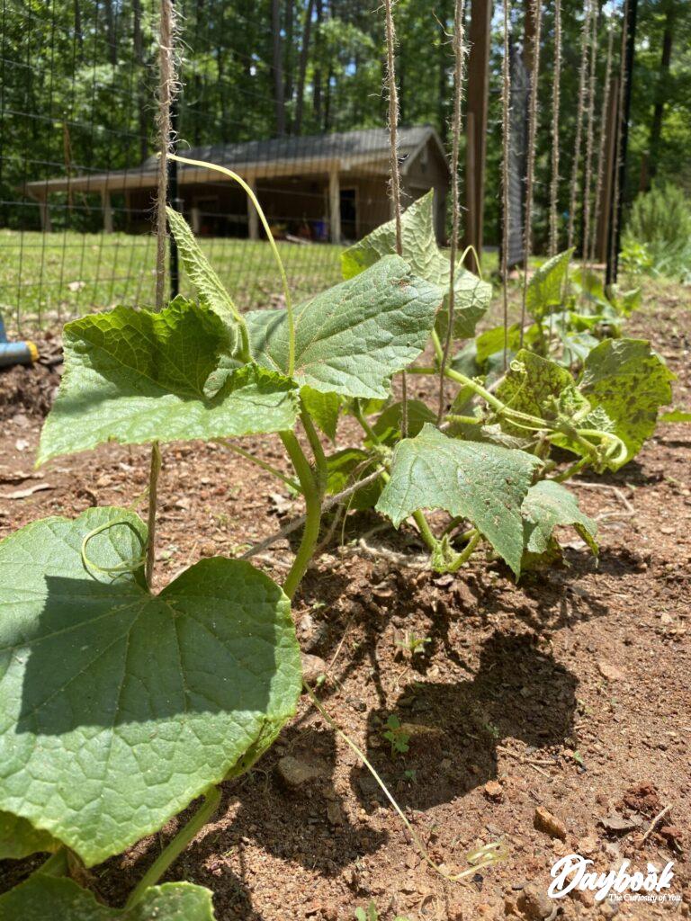 benefits of trellising cucumbers using twine