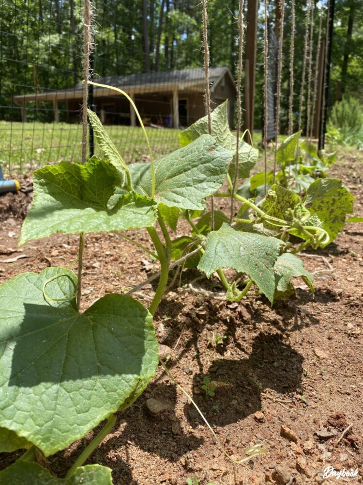 benefits of trellising cucumbers using twine
