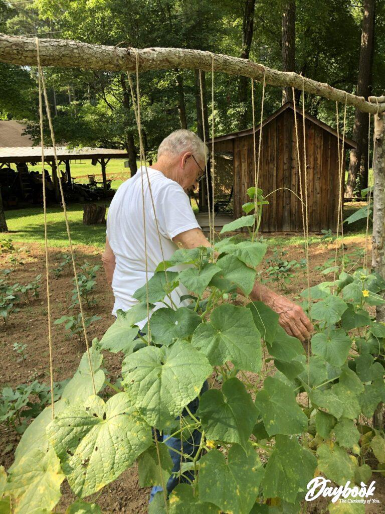 cucumber vines on trellis