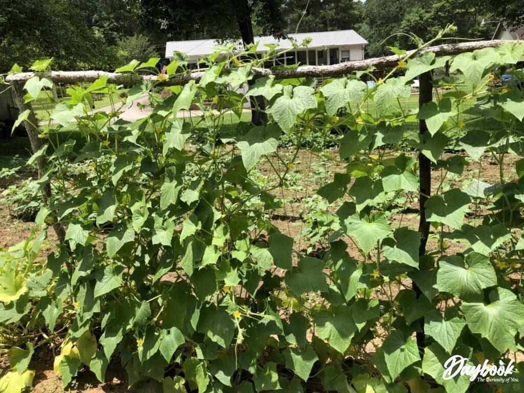 benefits of trellising cucumbers using twine