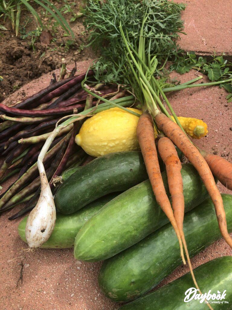 vegetables from a garden
