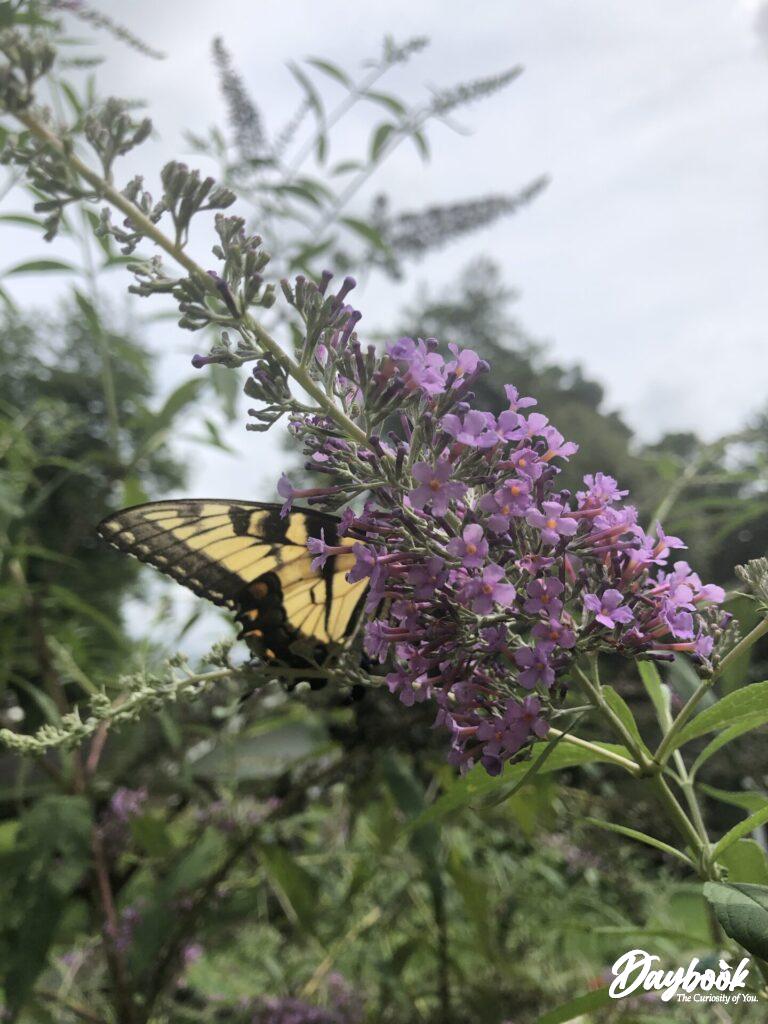 yellow butterfly on a butterfly bush bloom