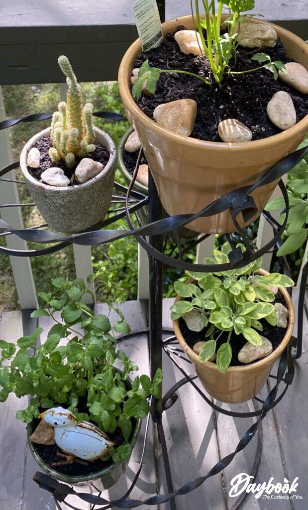 plant stand with herbs