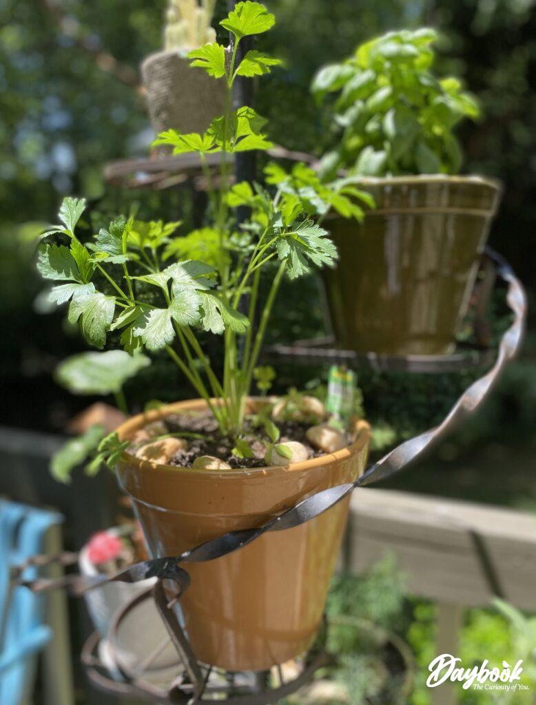 parsley planted in pot
