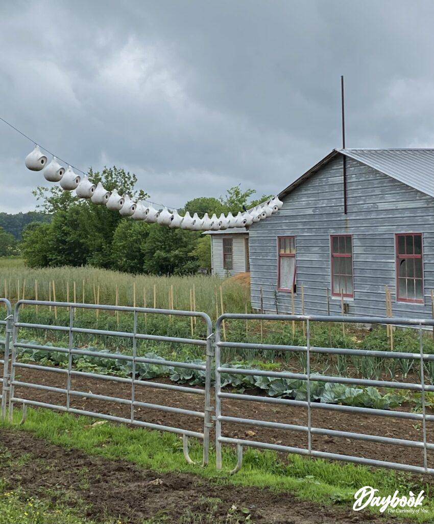 Top 5 Farms To Visit An Amish Community in Tennessee Daybook