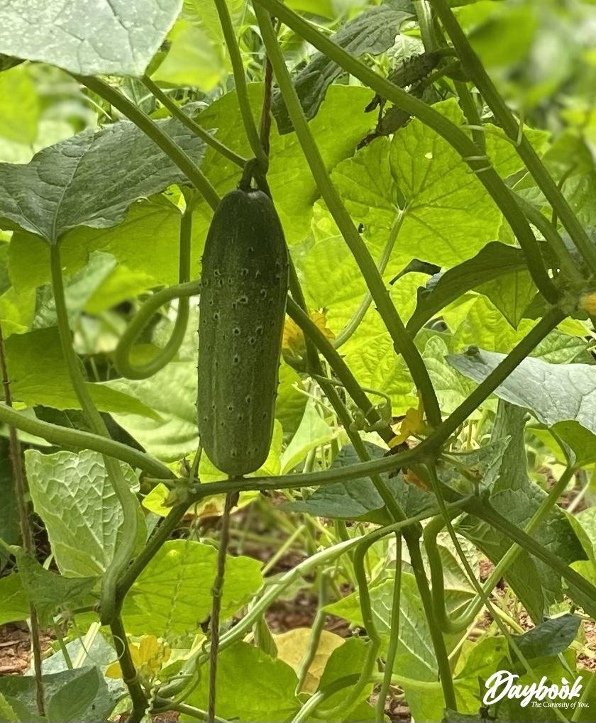 cucumber on the vine