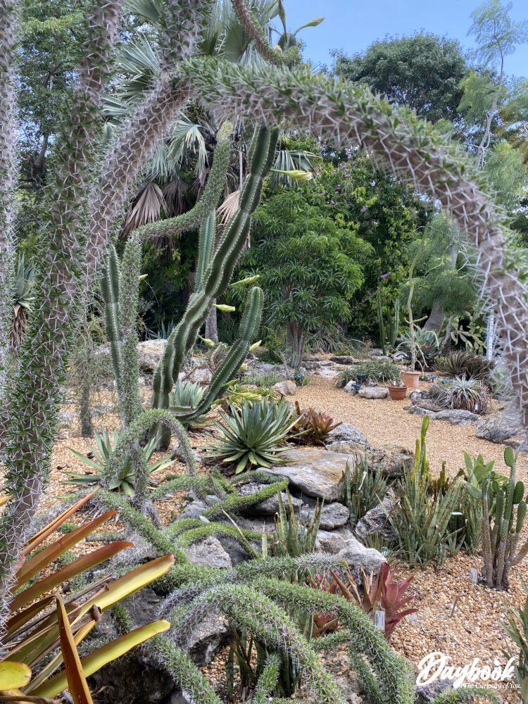 An overall look at the succulent garden inside of a Florida Botanical Gardens.
