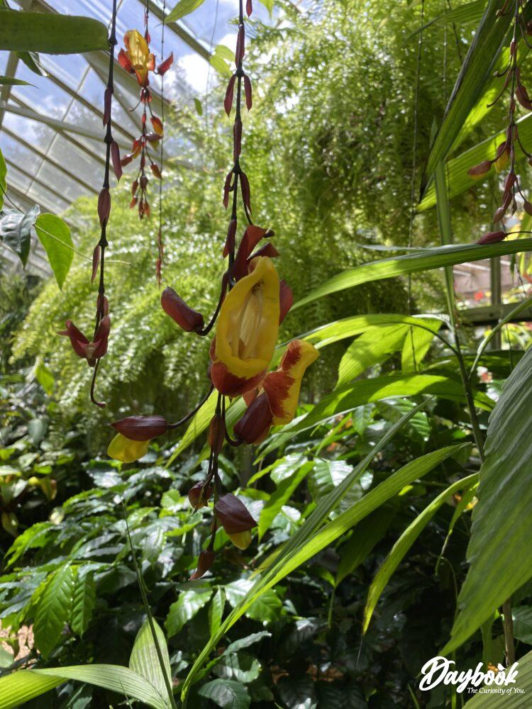An air plant in a garden conservatory.