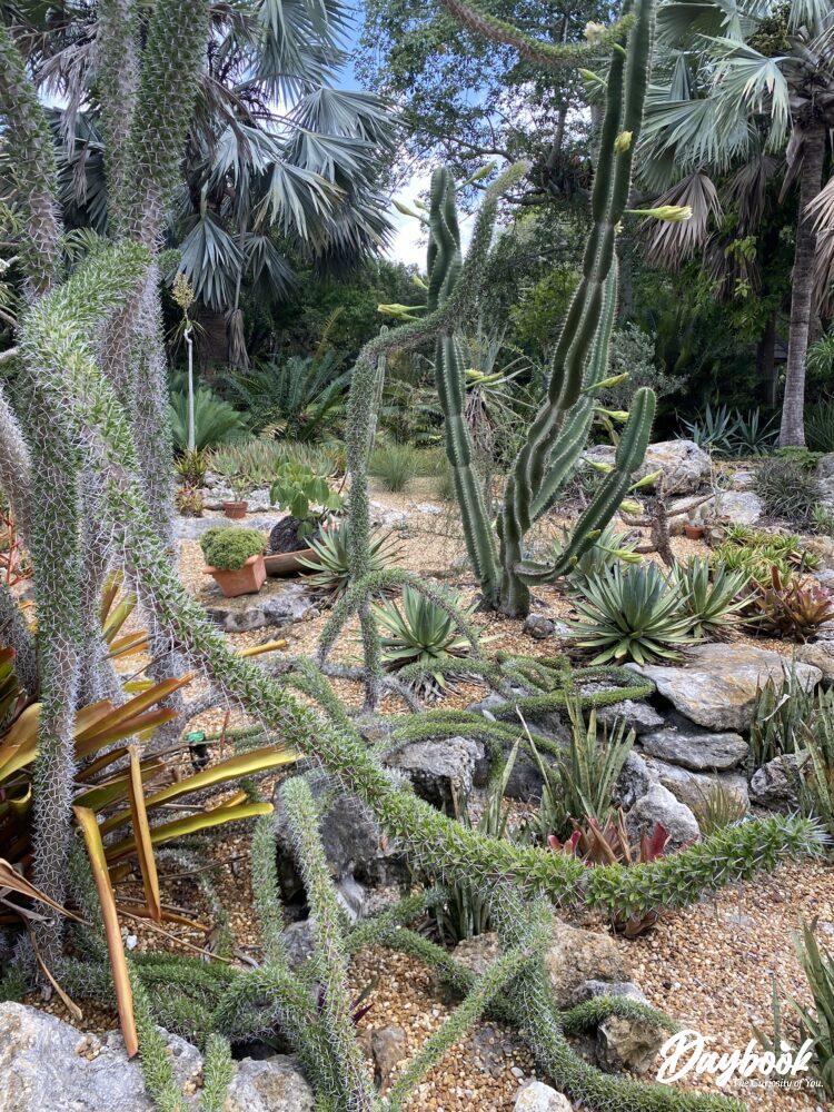 A succulent garden inside a botanical garden.