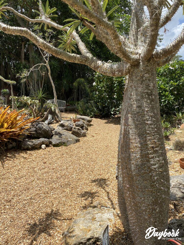 A large cactus in a succulent garden at the Marie Selby Botanical Gardens in Flroida.