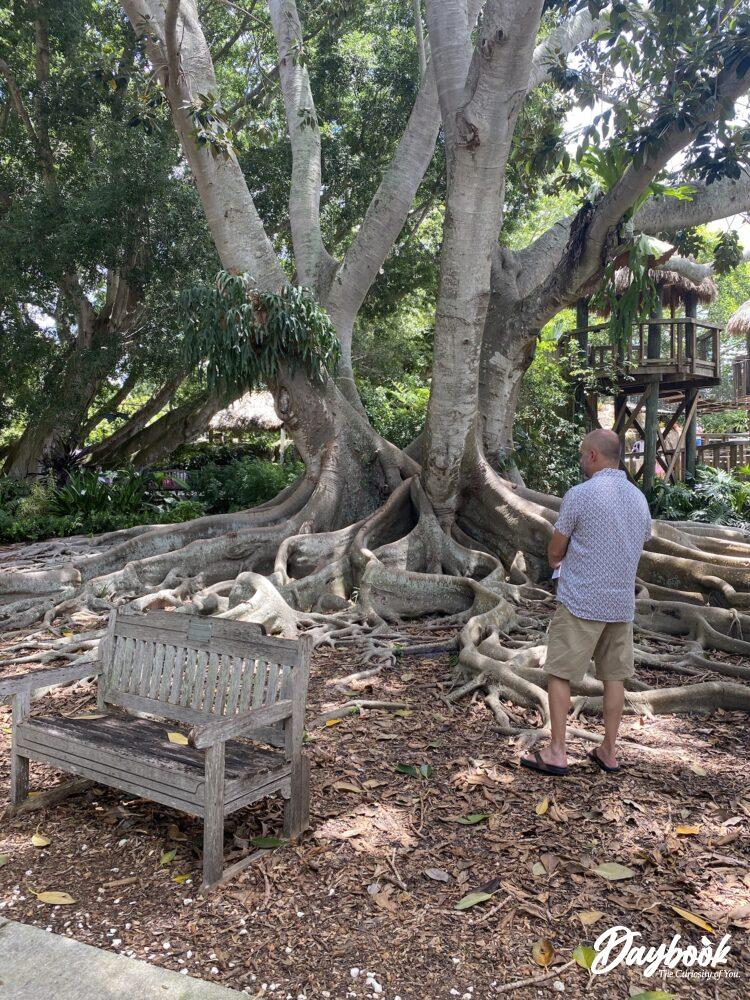 A man in front of a large banyan tree inside the Marie Selby Botanical Gardens.