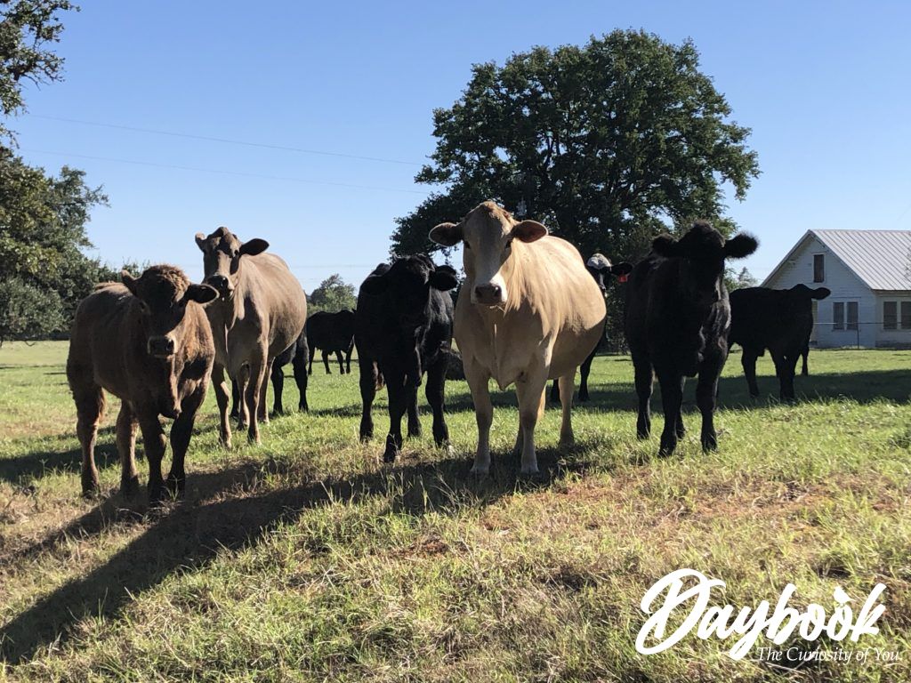 cows in a Texas field facing the camera