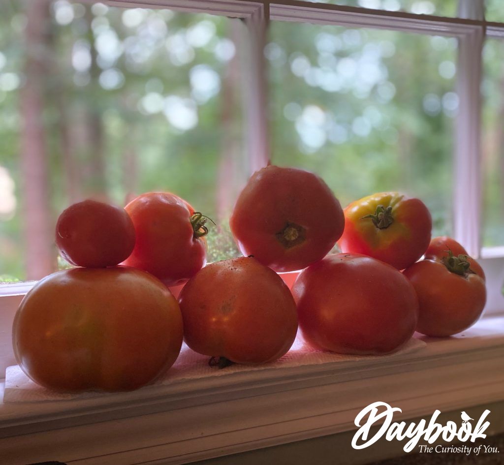 red tomatoes on a sunny windowsill