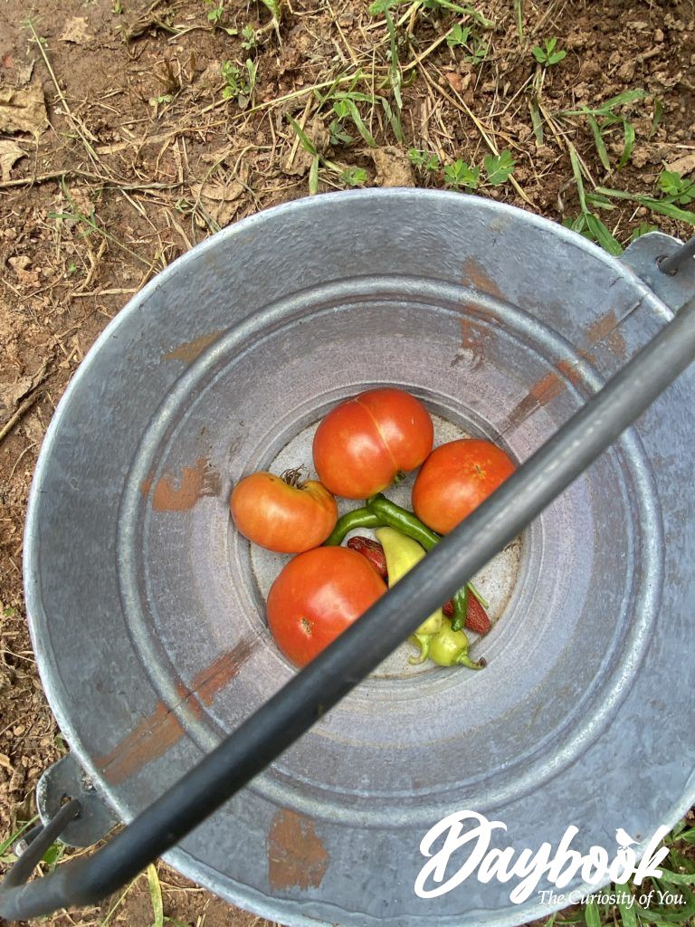 tomatoes and peppers in a silver bucket