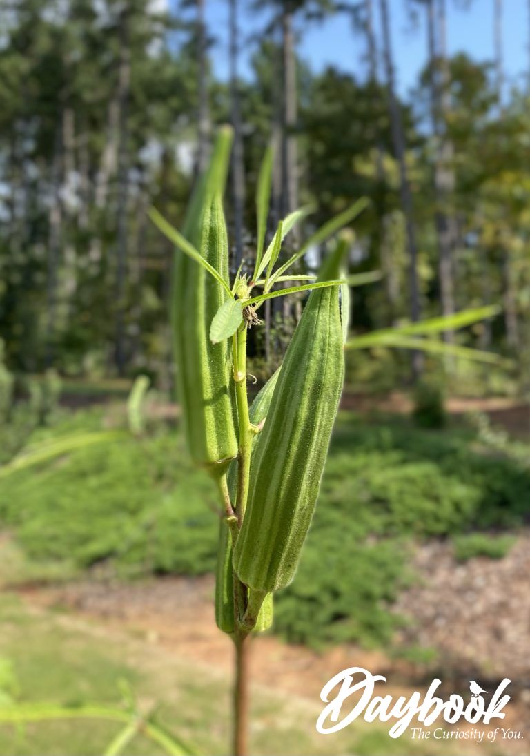3 okra pods growing