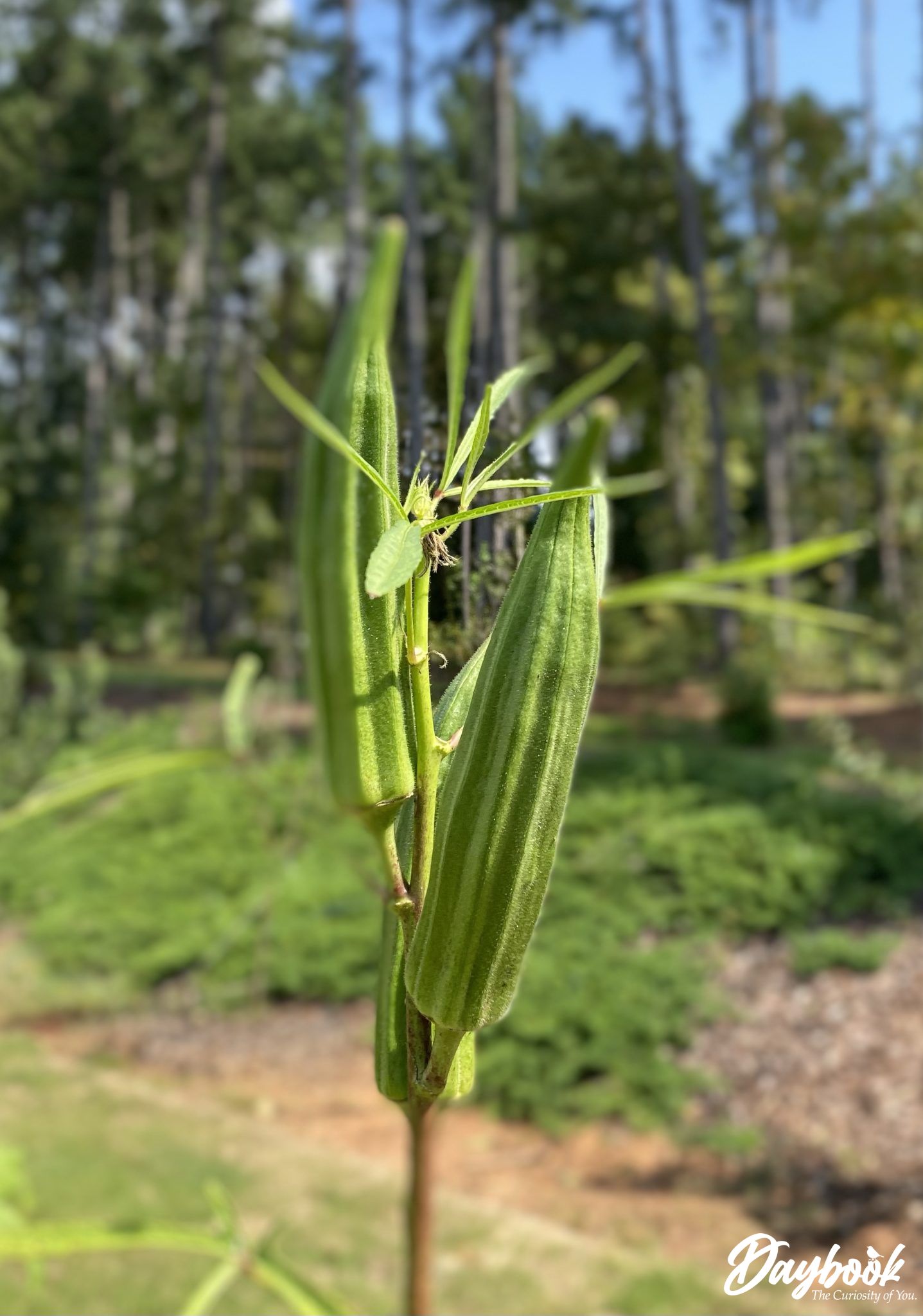 3 okra pods growing