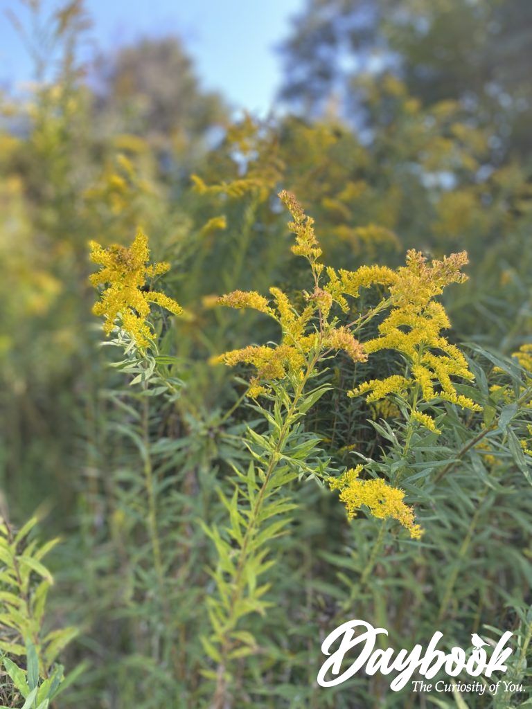 goldenrod plant