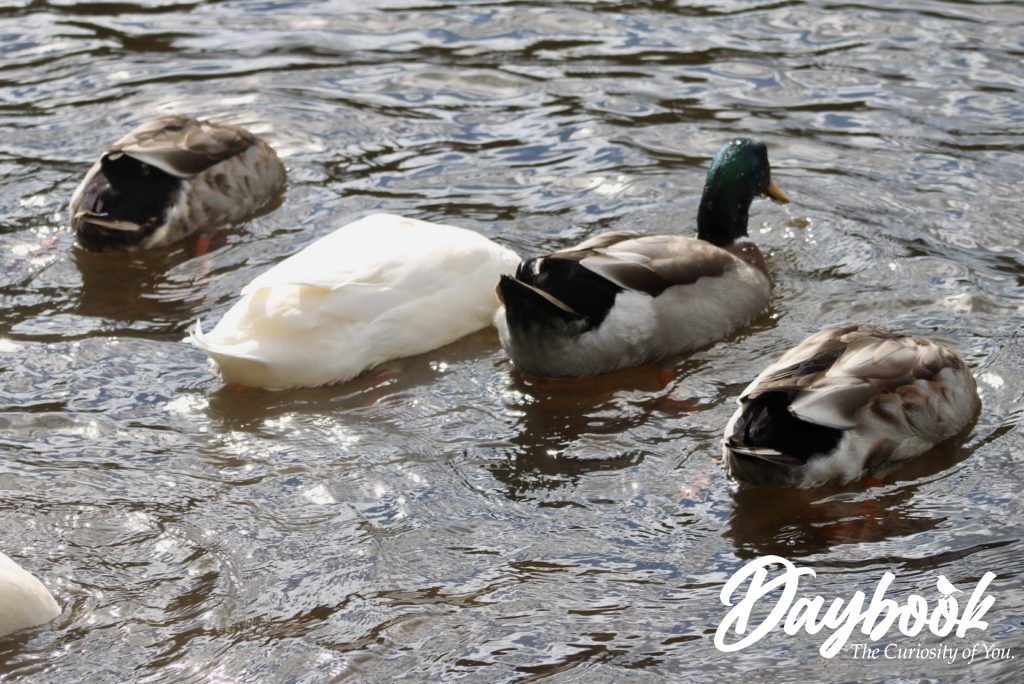 four ducks on the water