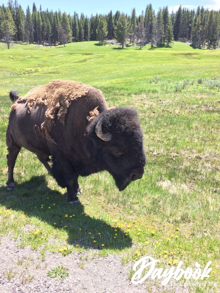 Buffalo in Yellowstone Park