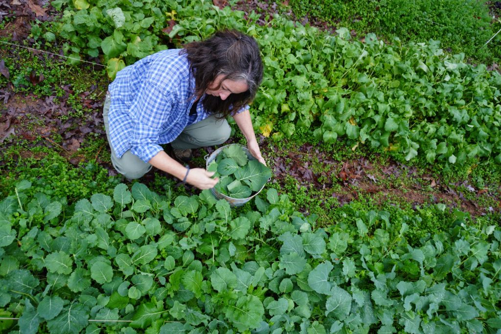 Kristy in her garden picking a large row of collard greens in December