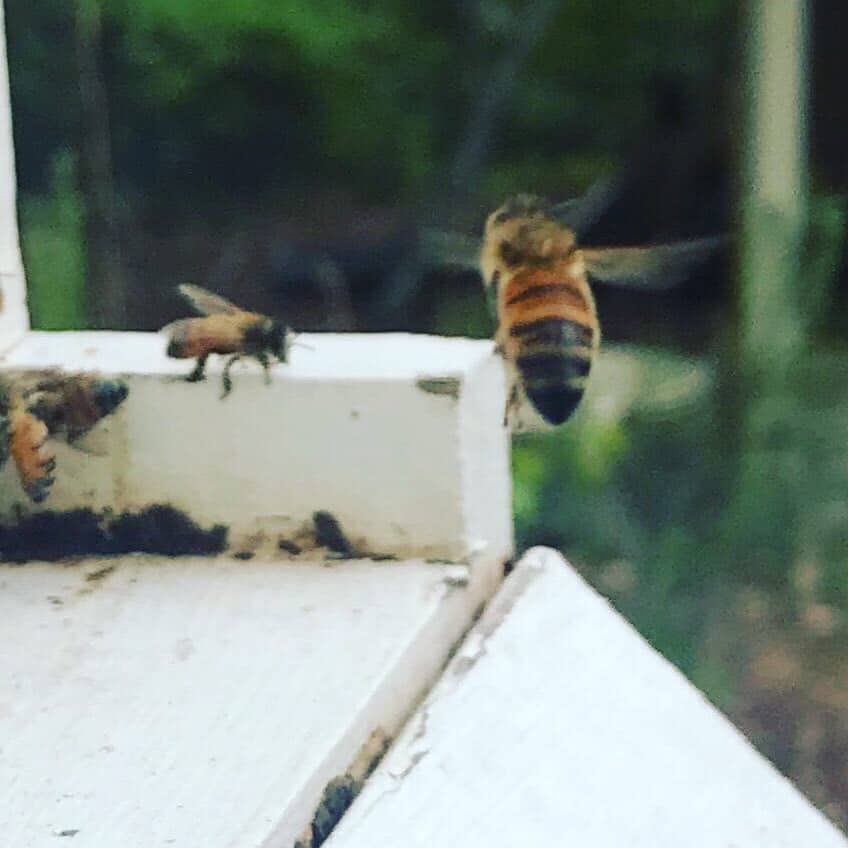 honeybee flying next to a hive