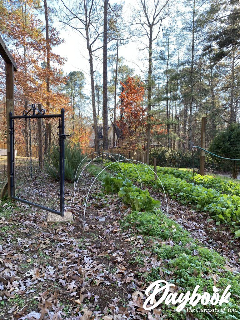 vegetable garden in the winter