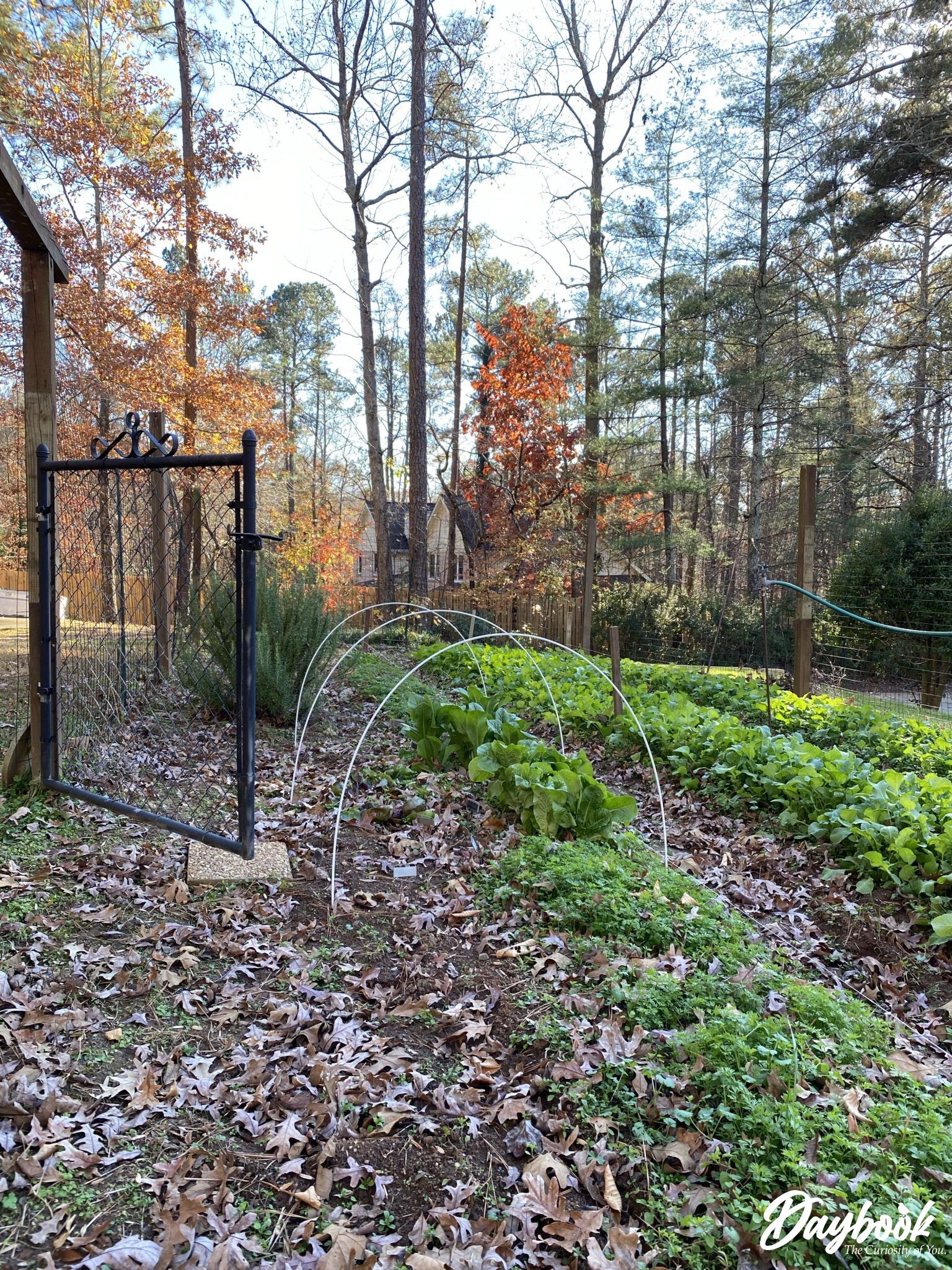 vegetable garden in the winter