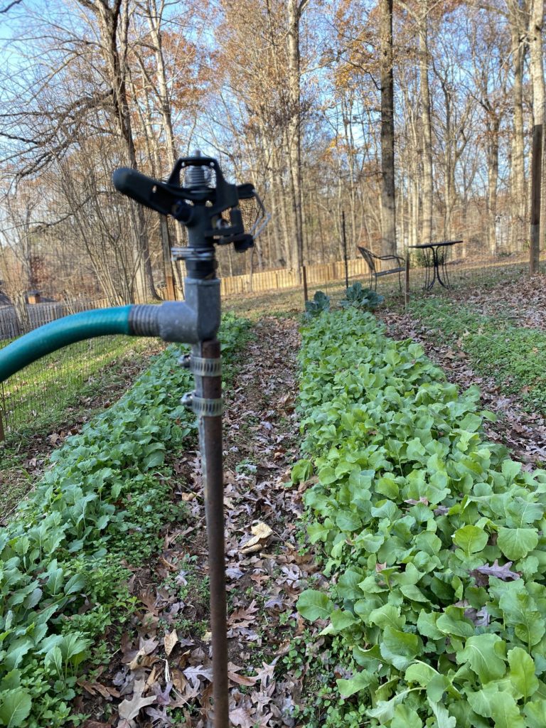 A wide-row garden of greens with a sprinkler set ready to be used