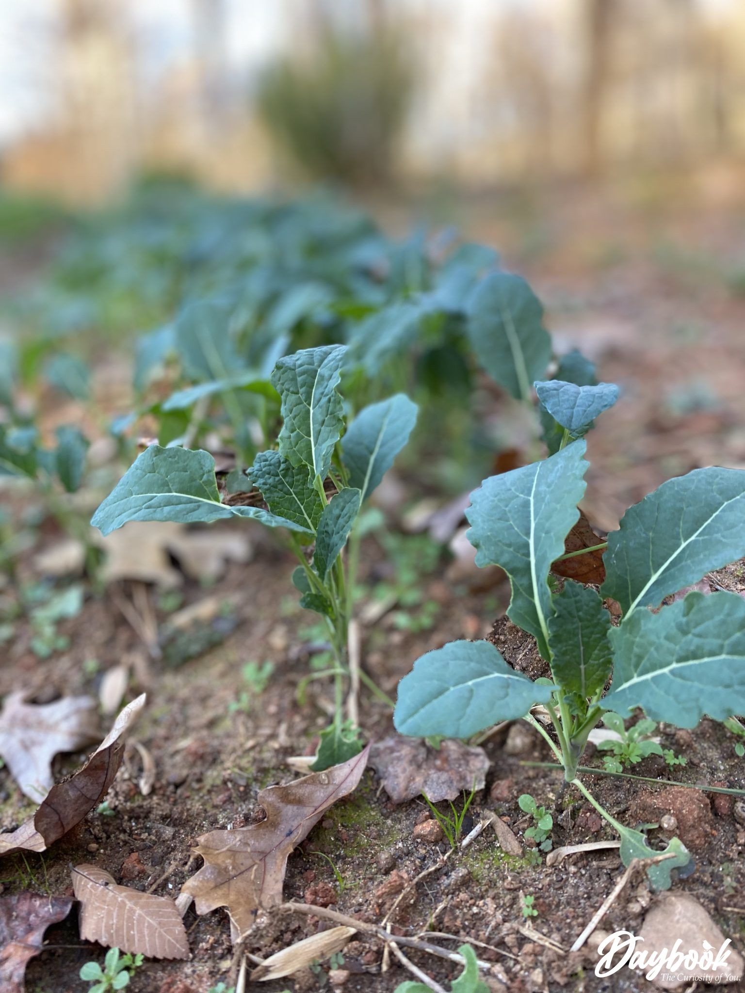 Kale beginning to grow in a garden