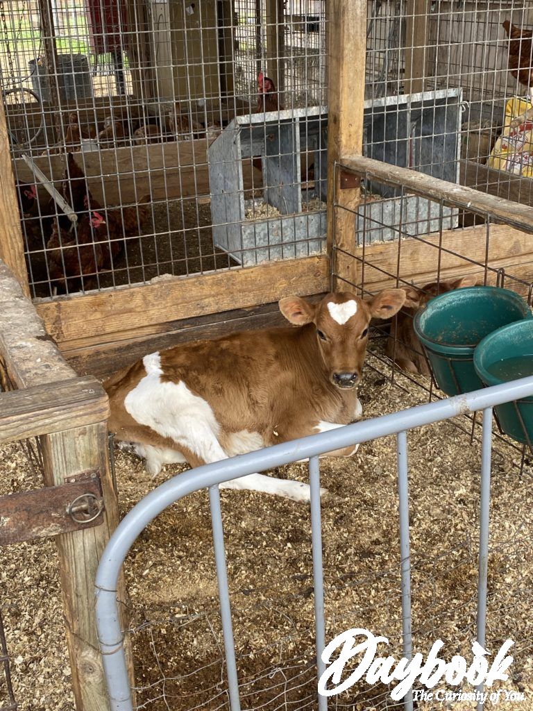 Calf sitting in a stall with green feeder buckets hanging abover