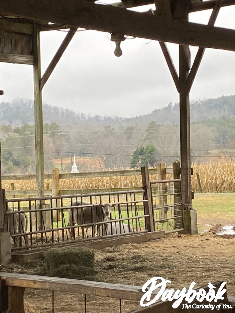 View of a farm with corn stalks in background and a church steeple