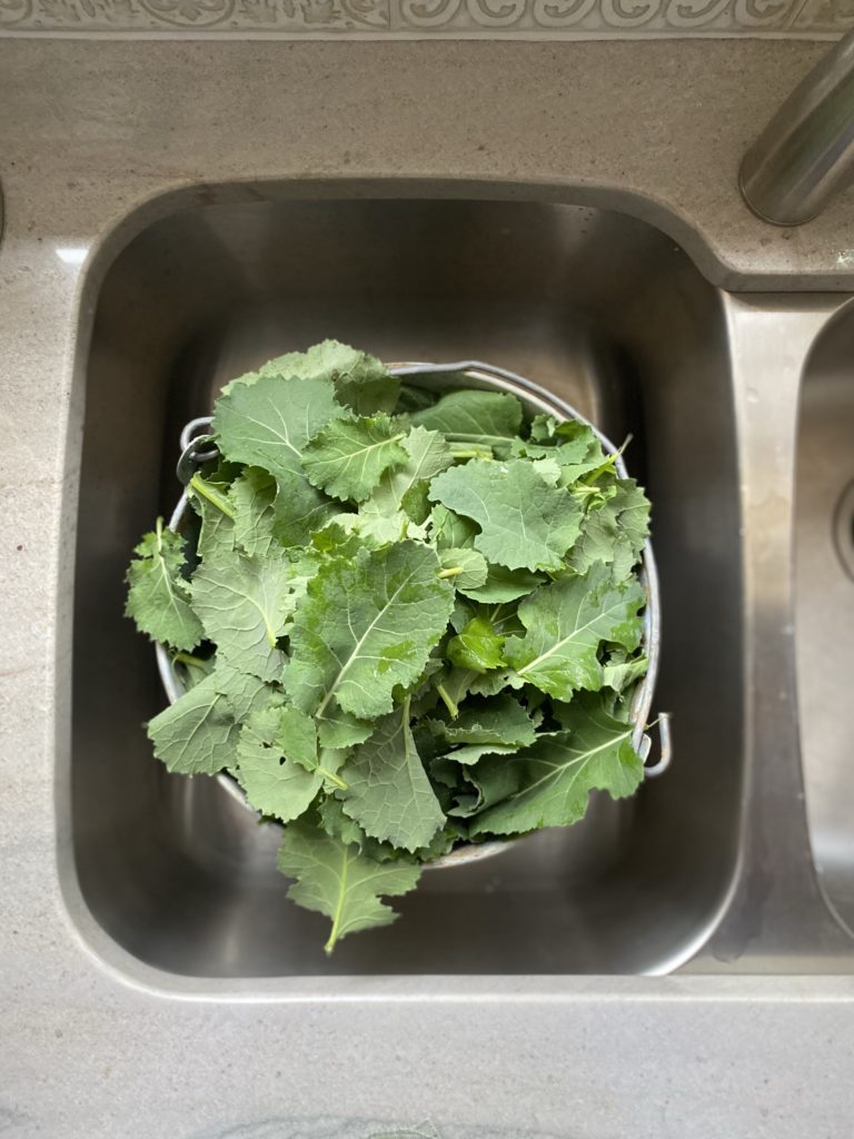 A bucket of collards sitting in a sink