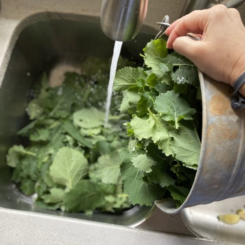 Emptying a bucket of collards into a stainless sink