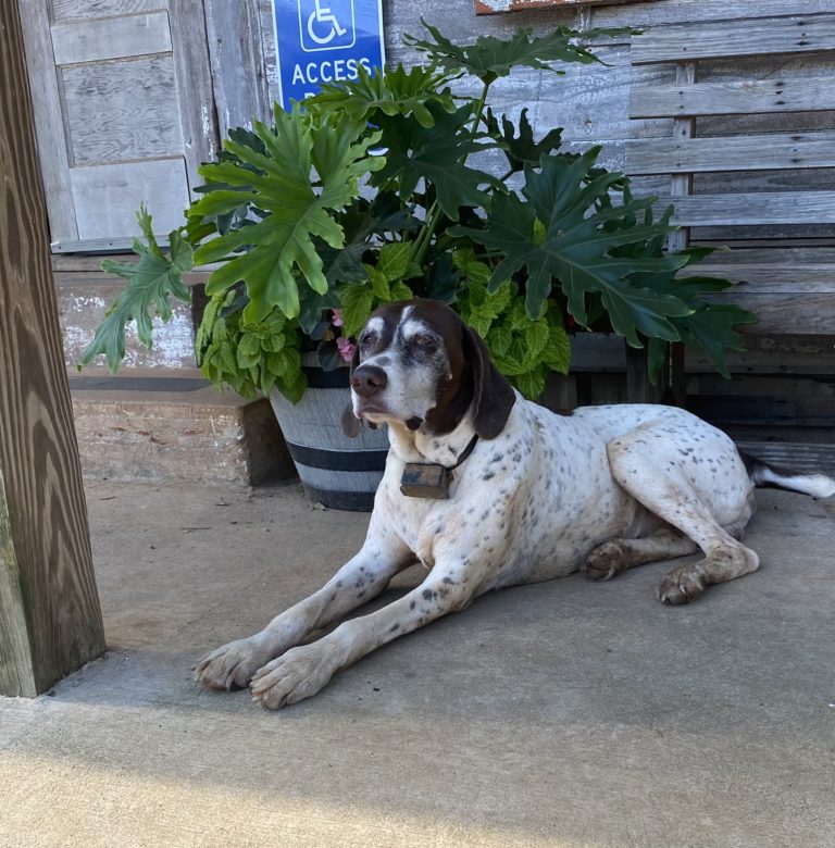 Large black and white dog sitting on a porch in south Georgia.