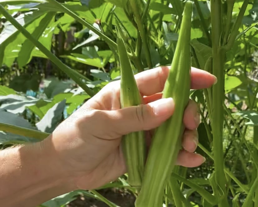 Okra is ready in a hand of a gardener