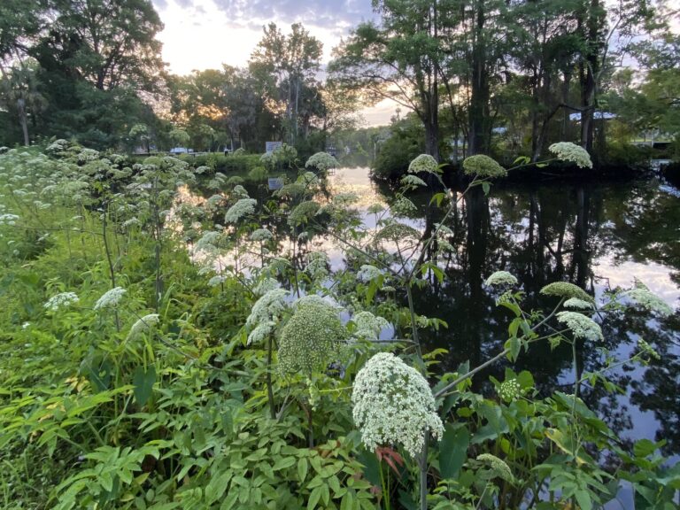 Looking at the Withlacoochee River through wild flowers on the bank.
