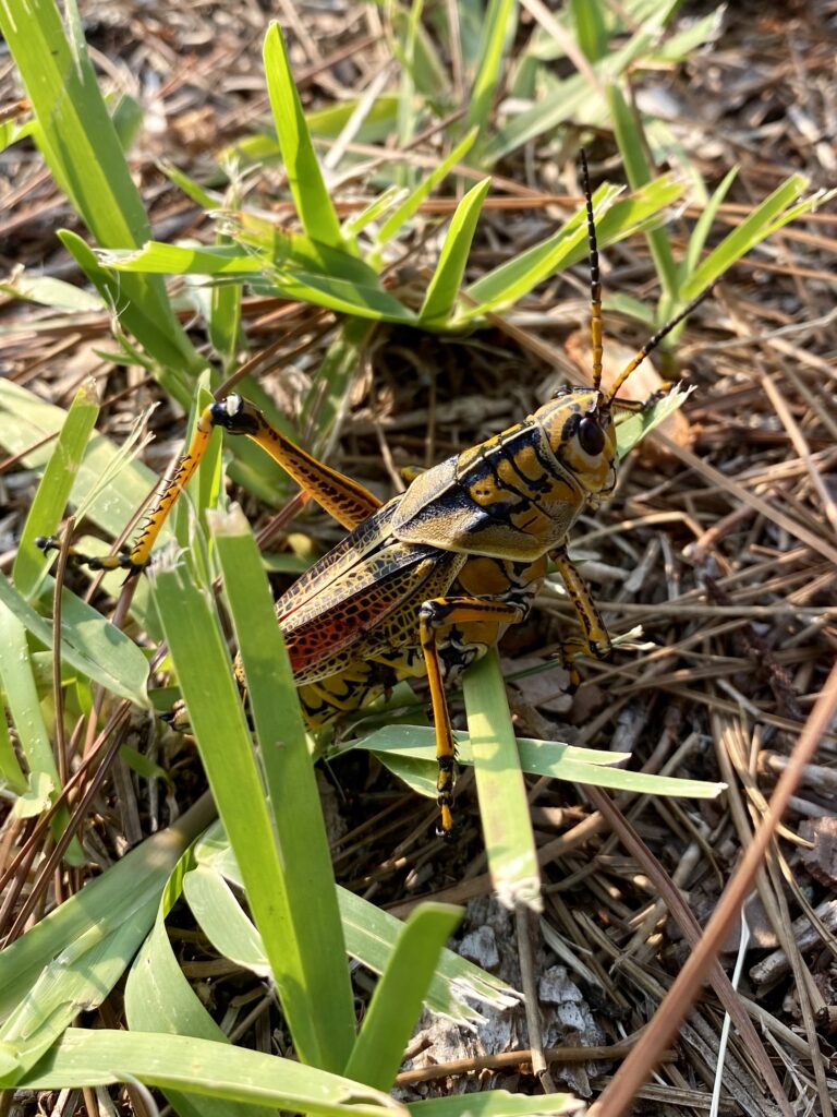 grasshoppers in florida
