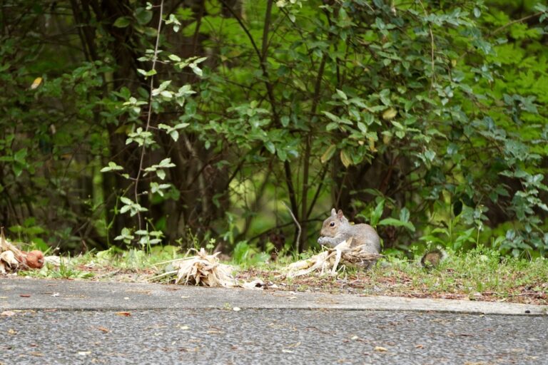 A squirrel being still in the grass while collecting corn kernels.