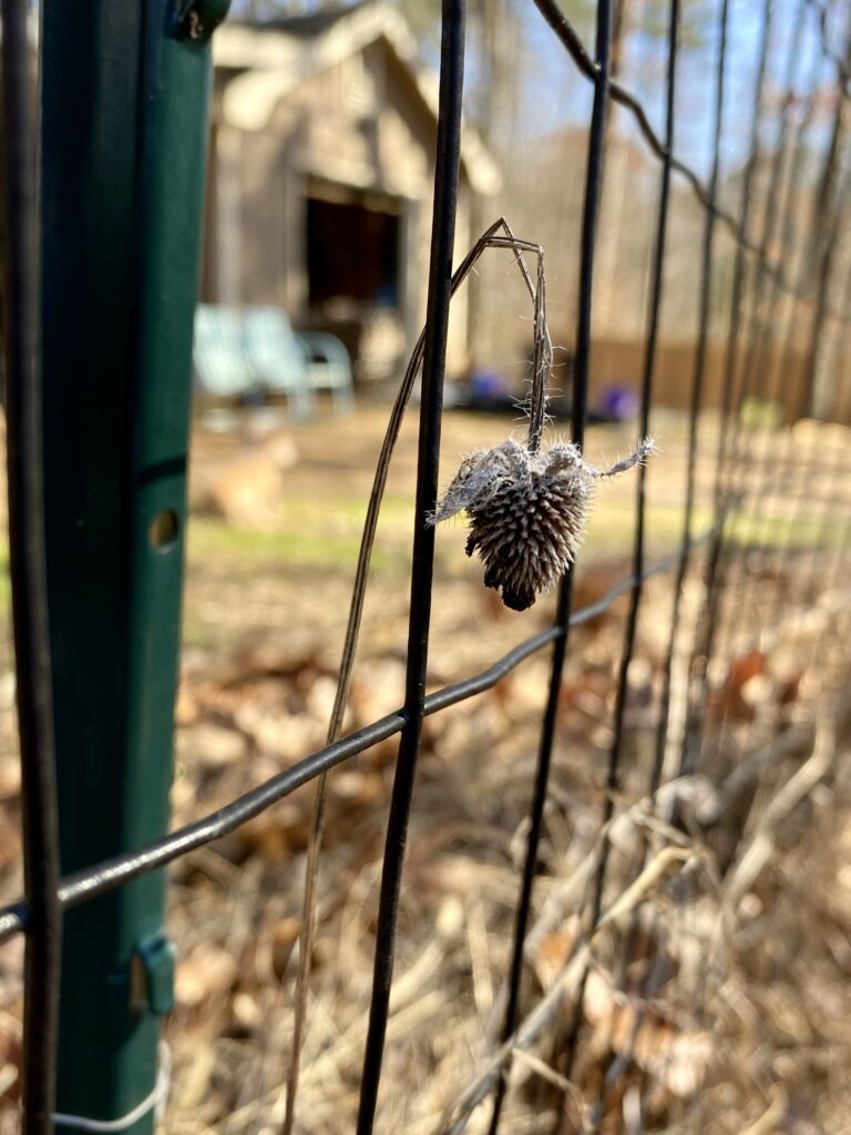 A dried branch with a dried flower in a garden during winter.