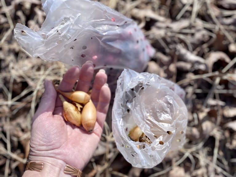Three small onions from onion sets in the had of a gardener.