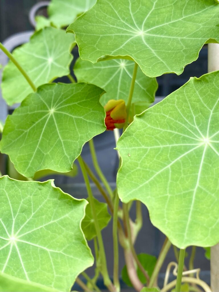 A close up picture of green nasturtium leaves with a small orange bloom hidden beneath.
