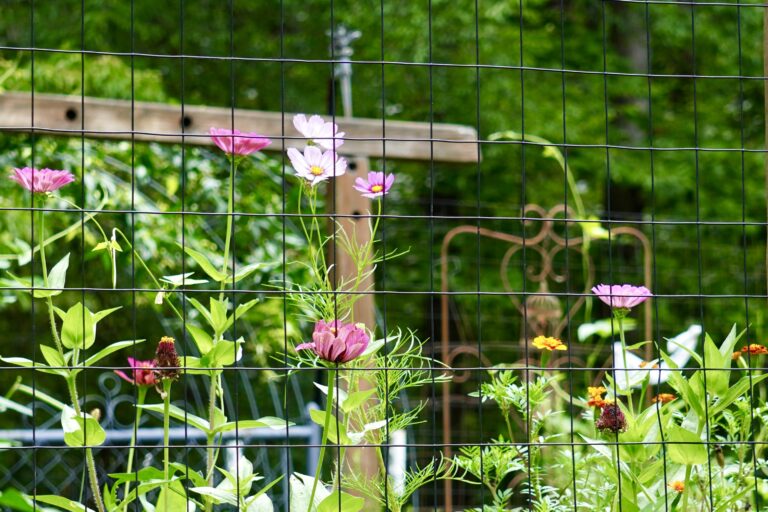 An unruly garden that was let go but was beautiful anyway